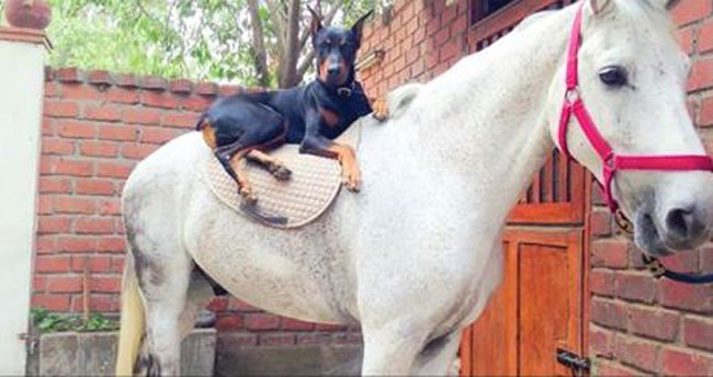 A Doberman Is Best Buddies With A Majestic White Horse