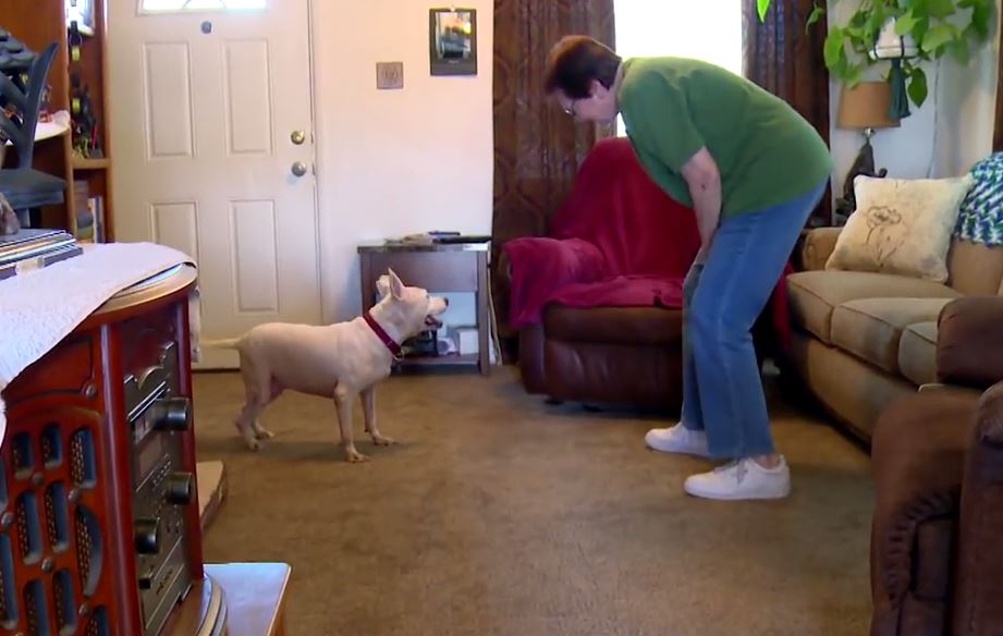 This Woman’s Reaction to her New Dog Coming Home has me Balling my Eyes Out (in a Good Way!)