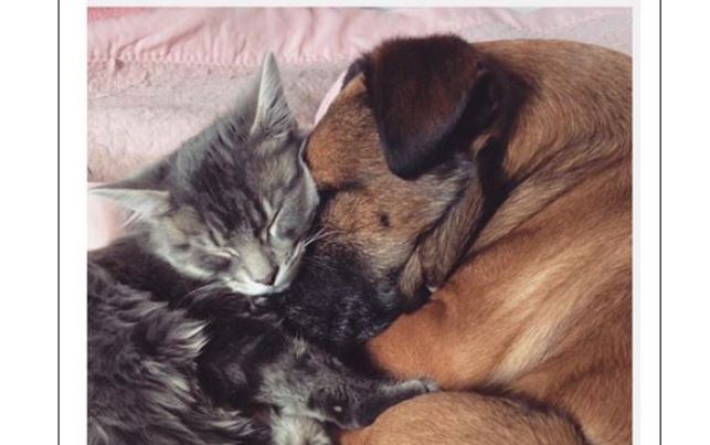 This Kitten Is A Personal Nurse To A Dog Who’s Suffering From Epilepsy