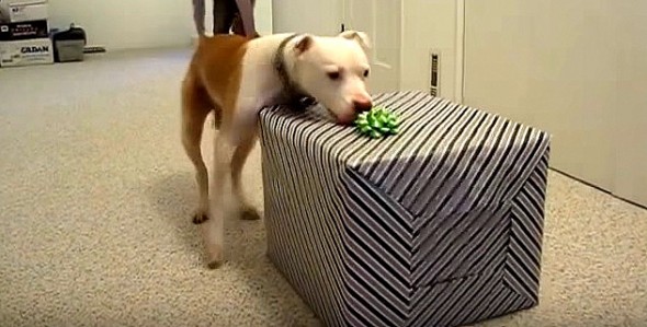 Dying Dog Goes Bonkers Over His Final Birthday Present