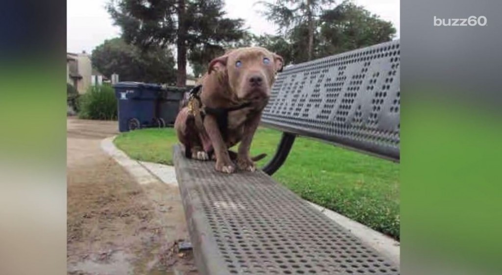 Blind dog left on a park bench learns what love feels like