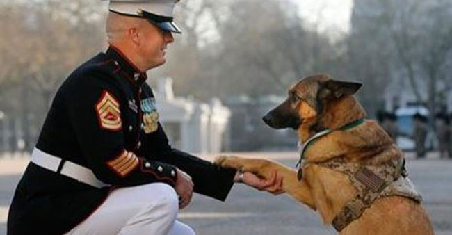 Lucca’s Story: Video Showcases Military Dog’s Service