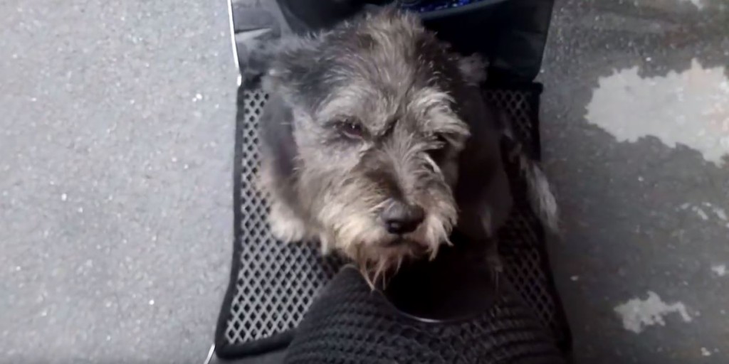Dog Missing For Six Days On The Street Cries When She Sees Her Owner