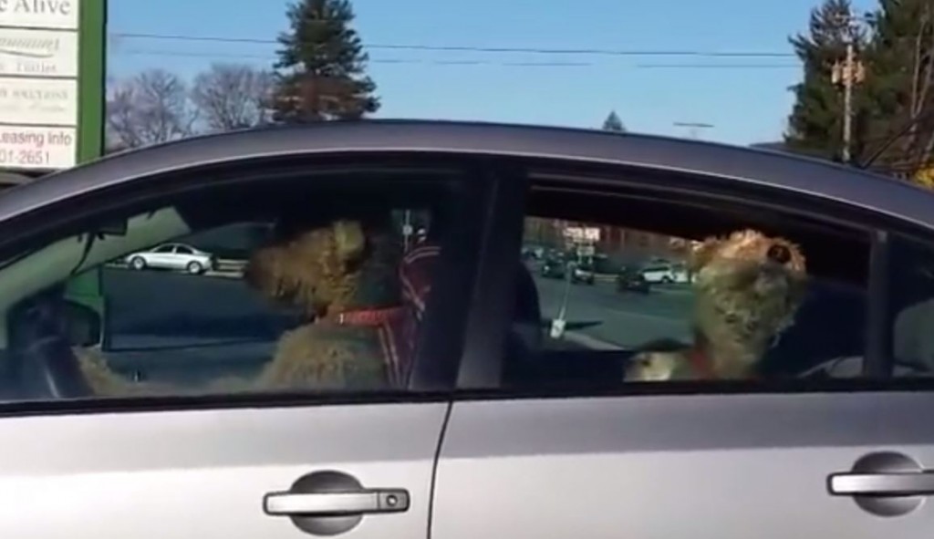 Impatient Dog Lays On The Horn–Wait ‘Til You See The Look On His Face!