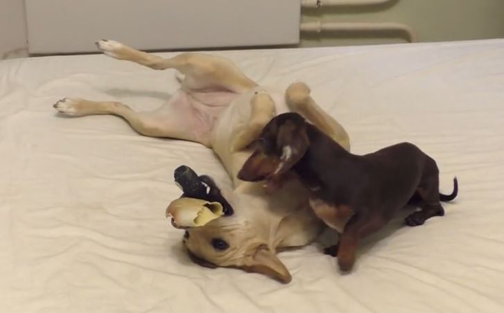 Dachshund pretends to be asleep, then steals dog toy