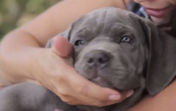 Breeder was going to throw out “defective” Mastiff puppy until this happens