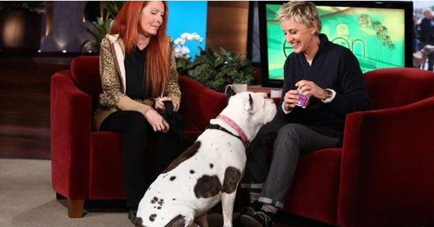 Ellen Invites A Pit Bull On TV And He Ends Up Stealing The Show And Winning Everyone Over