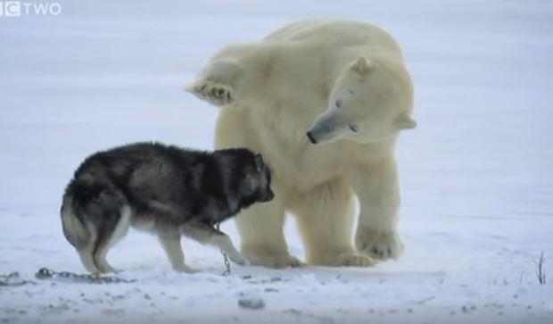A Polar Bear Approached This Dog And The Unexpected Happened