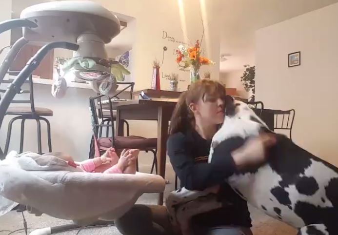 Jealous Great Dane refuses to let owner play with baby