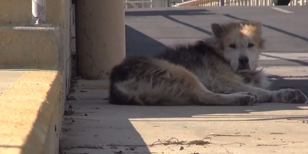 Rescuing a homeless senior dog from a water treatment facility