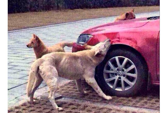 When He Kicked A Stray Dog, These Dogs Got Revenge In An INCREDIBLE Way…