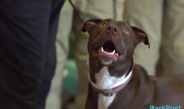 Dog’s incredible survival story earns ultimate holiday gift