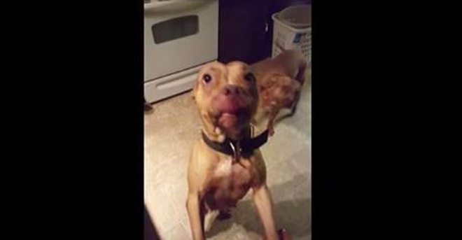 Dogs Are Thrilled To See Their Dad…Until It’s Time To Fess Up!