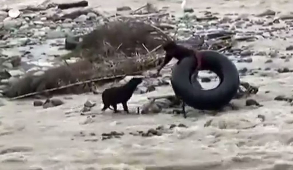 There Are Rescues And Then There’s THIS!