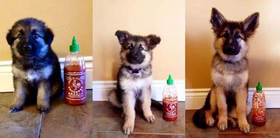 This Dog Was The Size Of A Sriracha Bottle When It Was Born