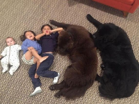 Two Enormous Dogs May Be The World’s Biggest Babysitters