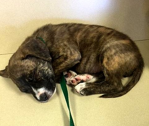 Officer Refuses to Leave Stray Puppy’s Side Until She Is Adopted