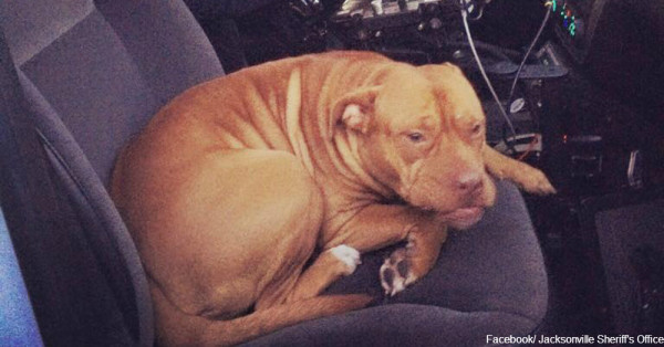 Cold Pup Finds Warm Welcome With Jacksonville Police Officer