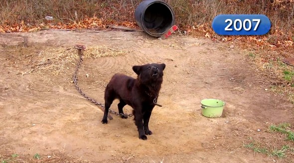 Dog Who Spent NINE YEARS on a Chain Is Finally FREE!