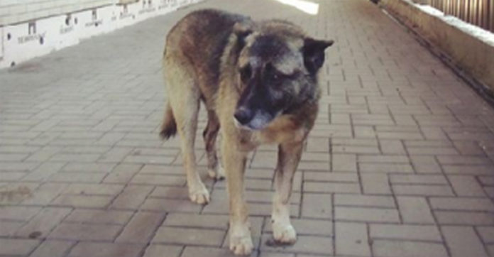 Homeless dog waits in the same spot for years and knowing the reason will make you cry