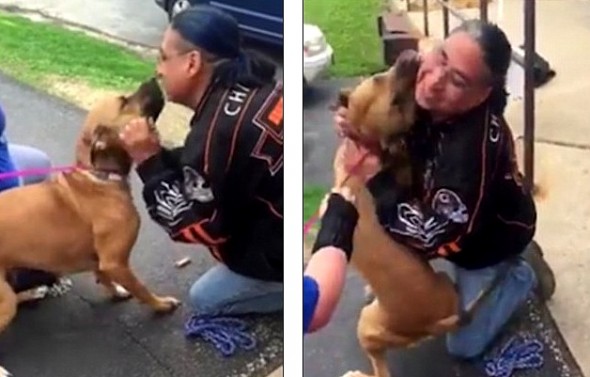 Stolen Dog Goes Absolutely Bonkers When He Sees His Dad for the First Time in Two Years
