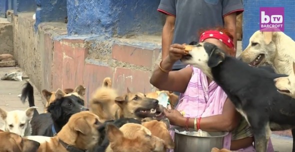 The Dog Lady of New Delhi Feeds 400 Dogs a Day