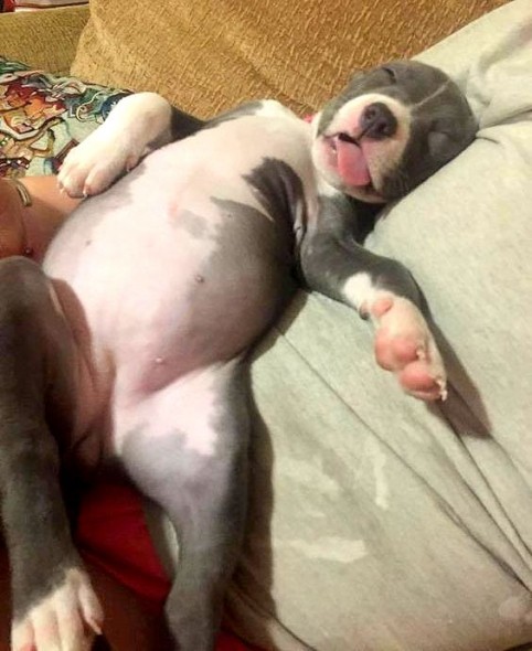 Sleepy Pit Bulls Want to Put a Smile on Your Face!