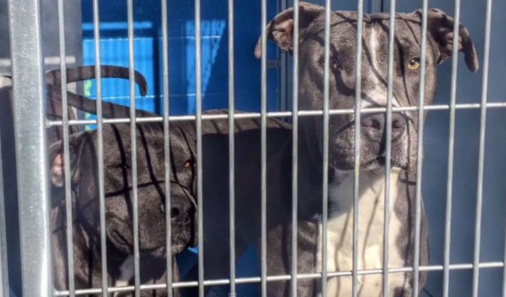 A Caring Neighbor Saves Two Pit Bulls Just In The Nick Of Time