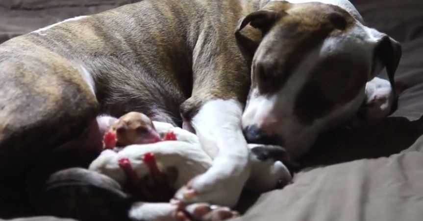 Pregnant and homeless, what will become of this dog’s babies?