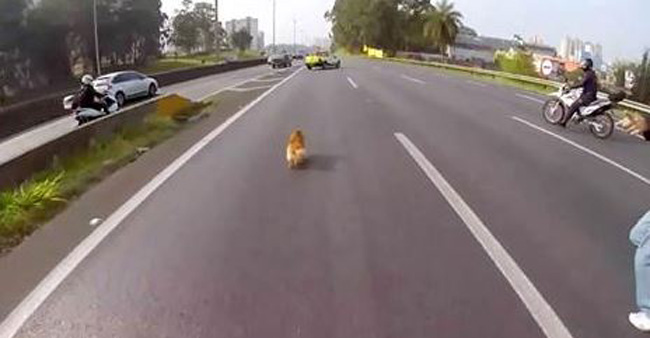 What These Bikers Do To Save A Dog On A Highway Is INCREDIBLE!