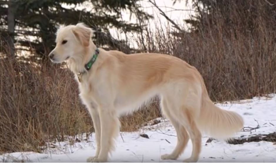 Dog Saves America’s Iconic Bird From Freezing