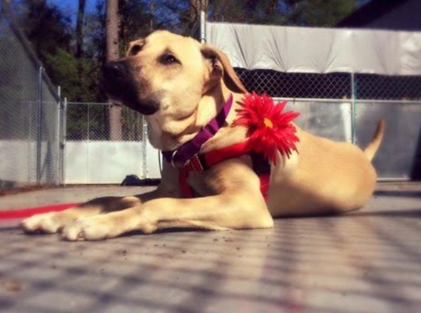 LWD Presents: Sandy, Our Adoptable Dog of the Day!