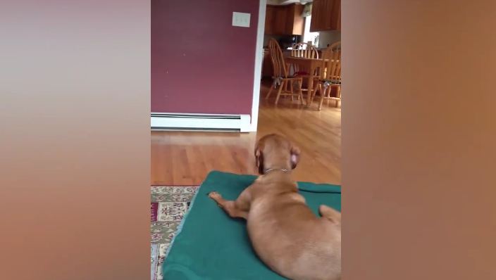Adorable Dog Wants To Be Wrapped In A Blanket