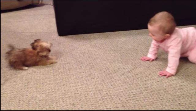 They Put Baby On The Floor, But When Puppy Does THIS, Dad Can’t Stop Laughing!