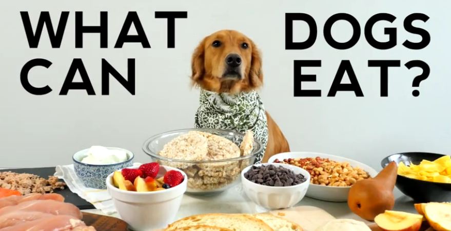 Helpful Video Shows What Our Dogs Should And Shouldn’t Eat