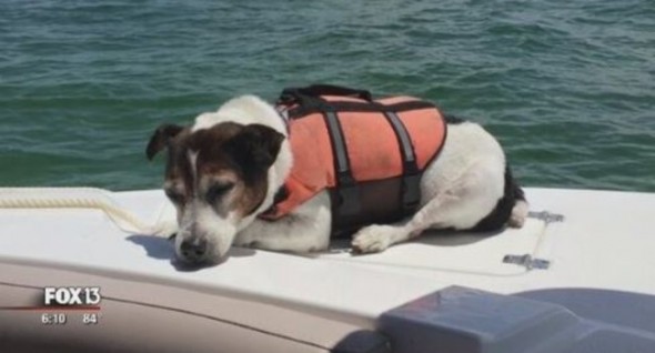 Life Vest Success! Jack Russell Terrier Rescued After Three Hours At Sea