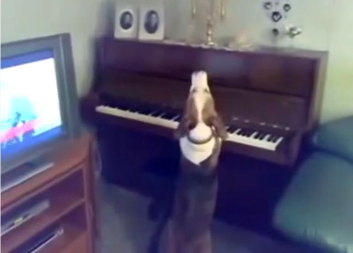 Dog Imagines Self as Next Beethoven