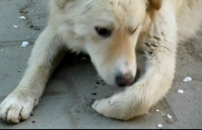 When They Found This Stray Dog He Had An Injured Paw – Now Watch As He Gets Help
