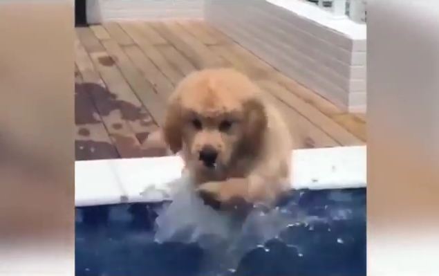 Everyone (Almost) into the Pool! Golden Pup Practices His Paddle