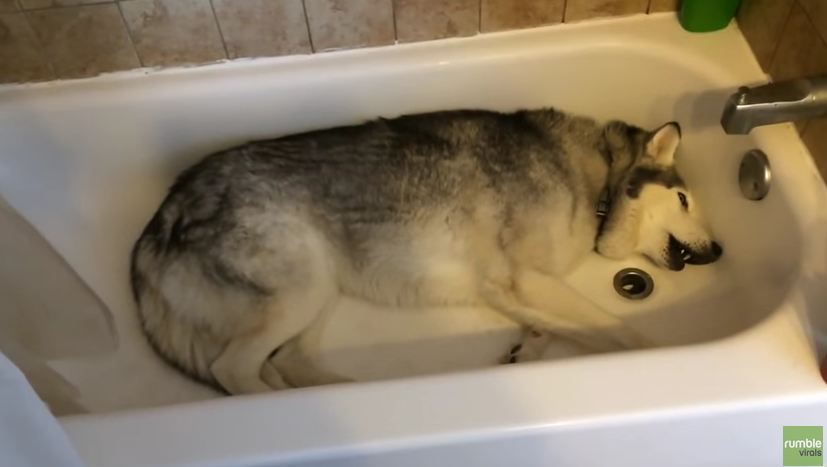 Husky Throws a Hilarious Temper Tantrum for a Ridiculous Reason