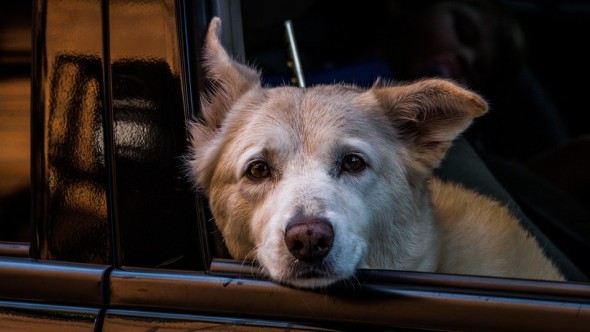 Michigan Pushing to Make Leaving Dogs in Hot Cars a Felony