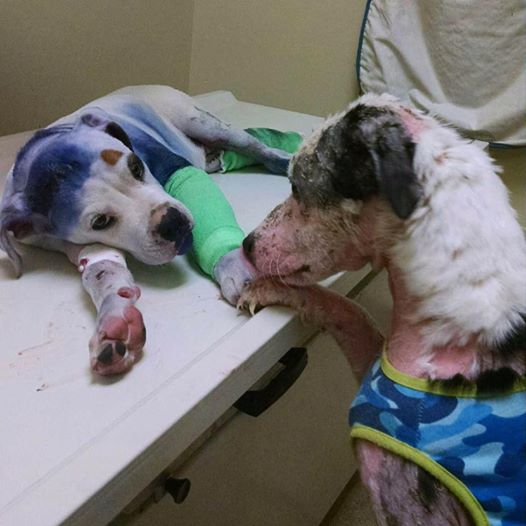 Rescue Dog Comforts Injured Pup He’s Never Met Before