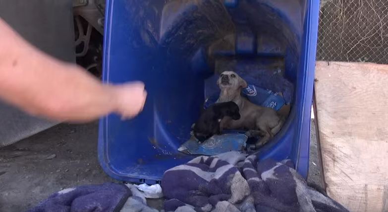 Local Kids Had Stolen All But 1 Of Her Pups. She Wasn’t About To Lose This One…
