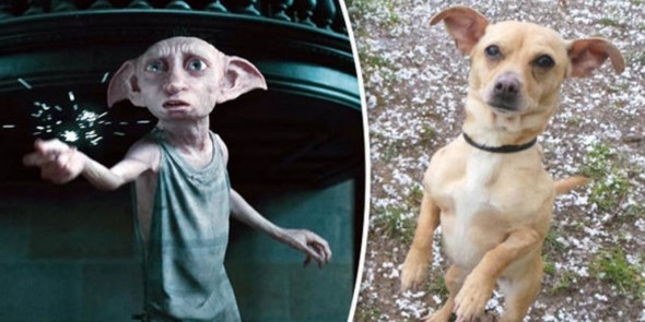 Dog That Looks Like Dobby From Harry Potter Seeks New Family