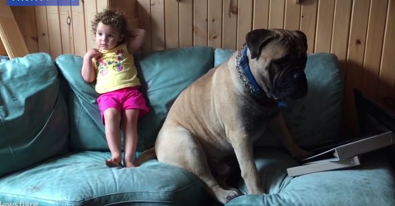 Huge Bull Mastiff Plays The Piano After Little Girl Refuses To Kiss Him On The Mouth