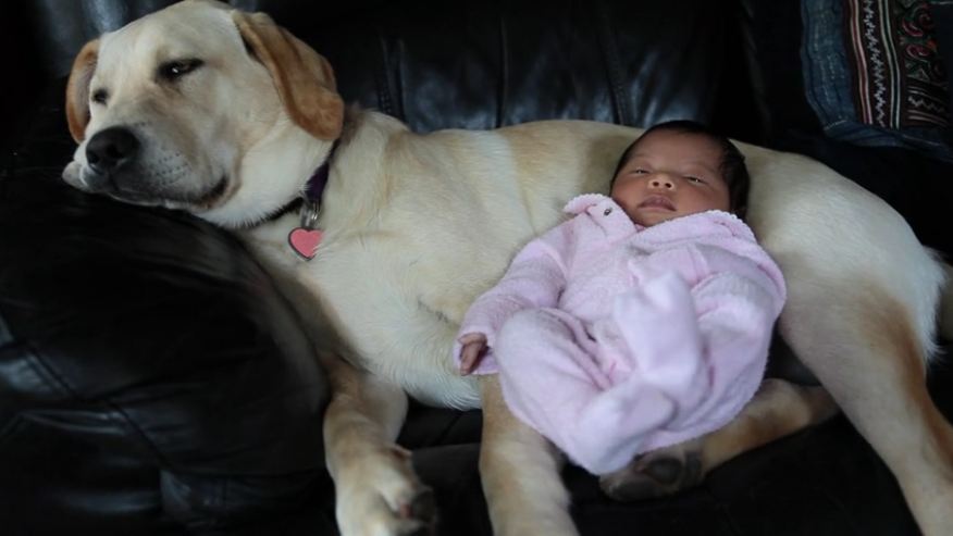 Labrador puppy babysits newborn baby