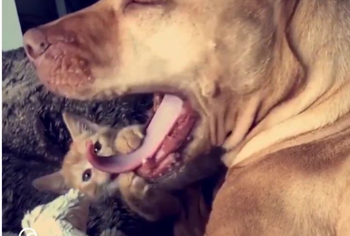 Ginger Dog Is in Love with His Ginger Kitten