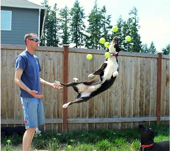 The Magical Moment When You Give 60 Tennis Balls to 3 Dogs