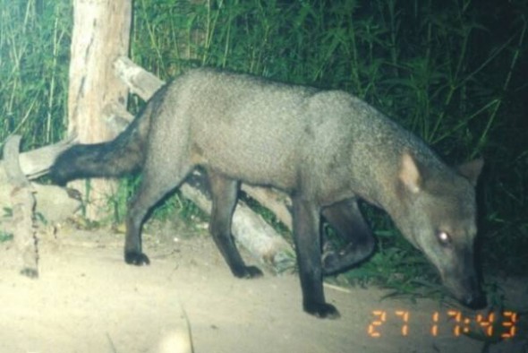 Rare and Elusive Wild Jungle Dog Caught on Camera by Accident