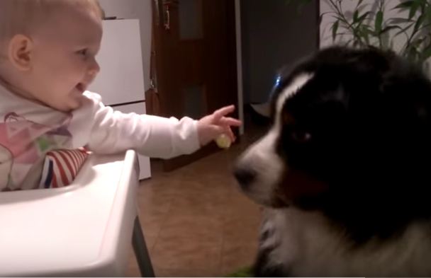 Babies Feeding Their Dogs